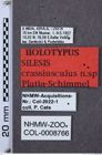 Etiketten zu Silesis crassiusculus (NHMW-ZOO-COL-0008766)